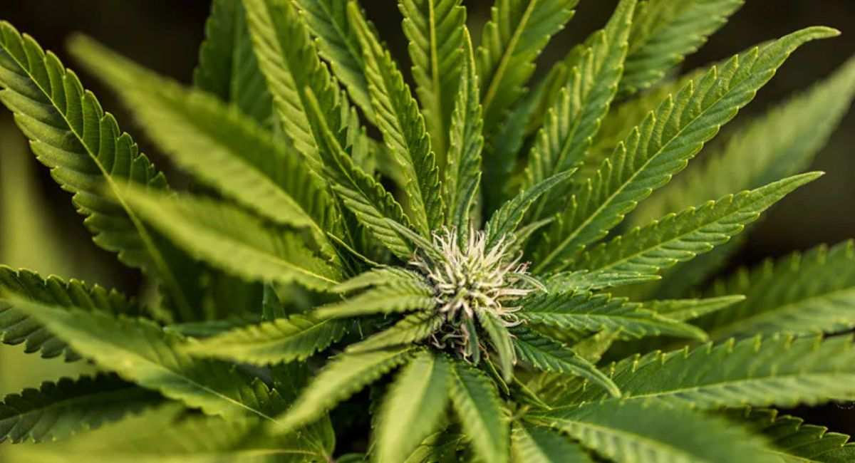 Does Sativa Give You Energy? Discover the Powerful Truth 2 does-sativa-give-you-energy