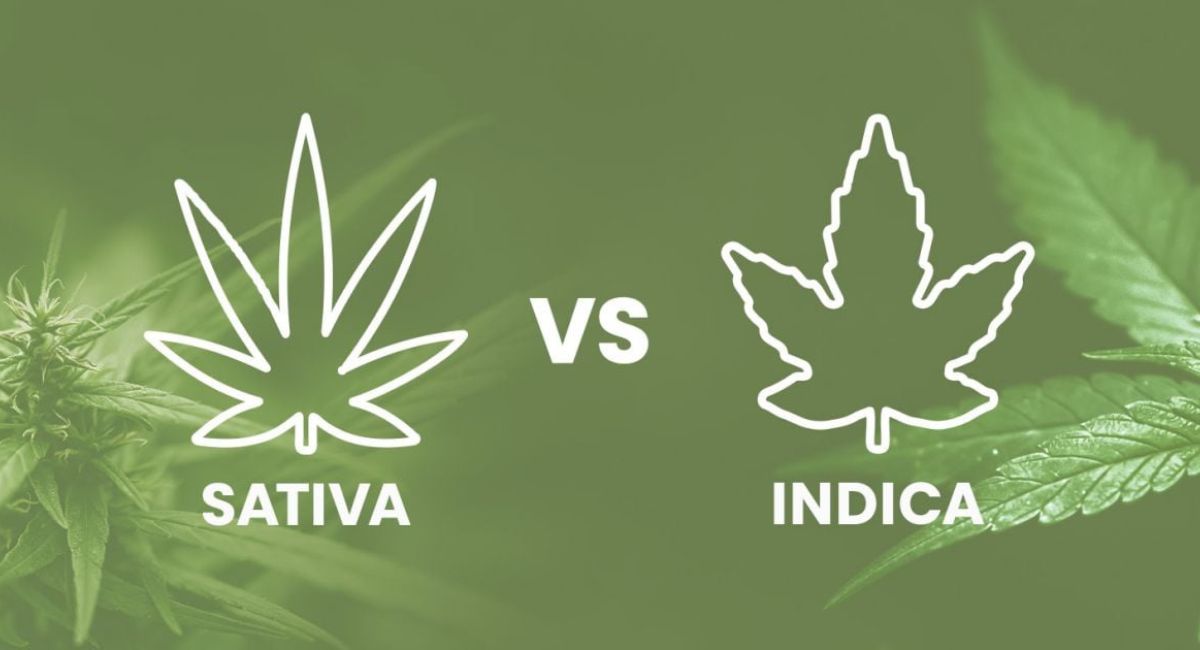 Does Sativa Give You Energy? Discover the Powerful Truth 3 sativa-vs-indica