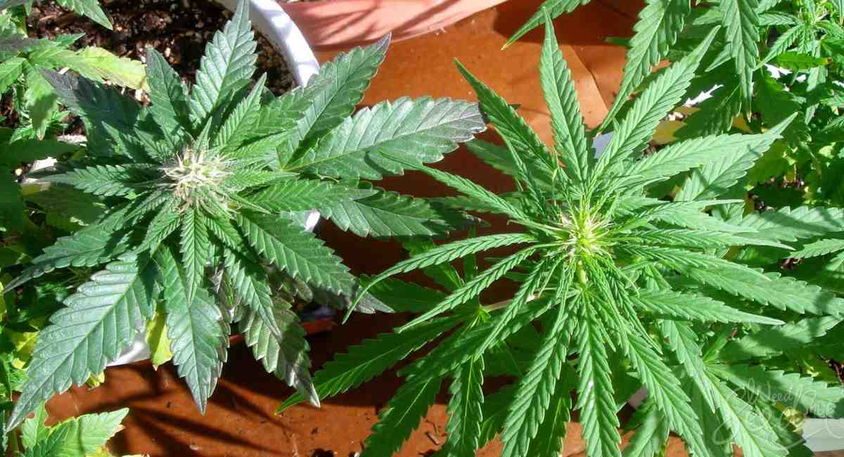 sativa