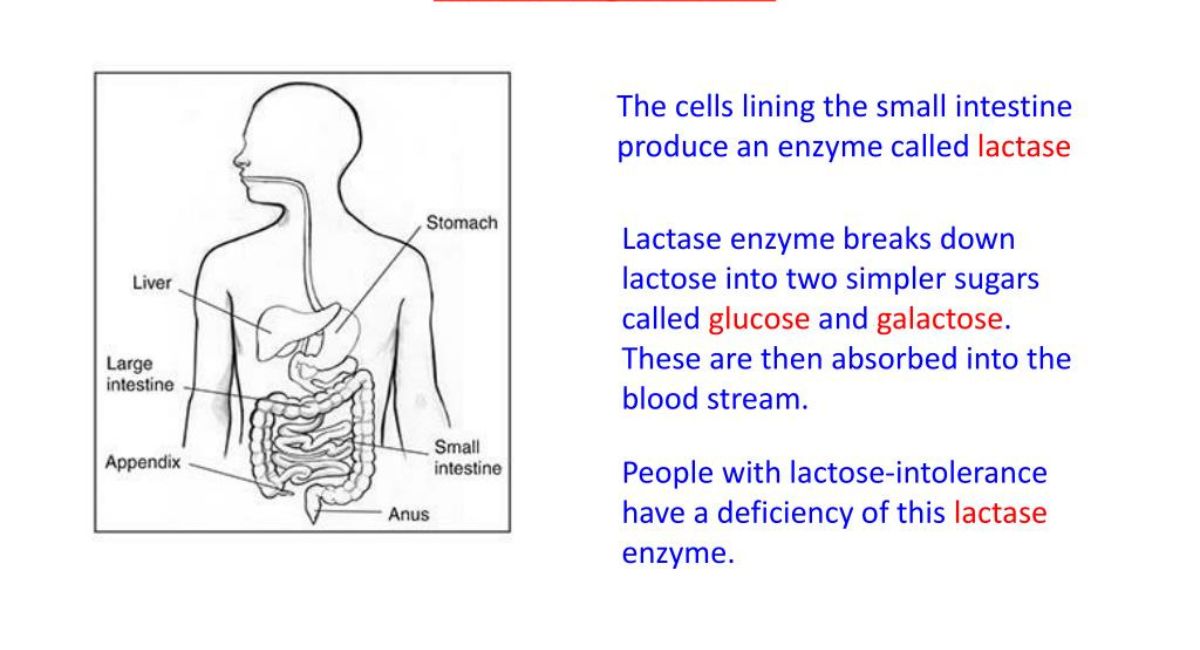 digestion-metabolism-and-the-timing-of-milk