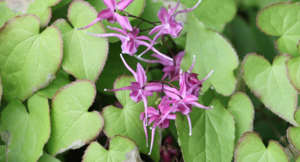 Best Time to Take Horny Goat Weed – Maximize Energy and Performance 2 best-time-to-take-horny-goat-weed